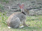 rabbit.JPG (206 KB)